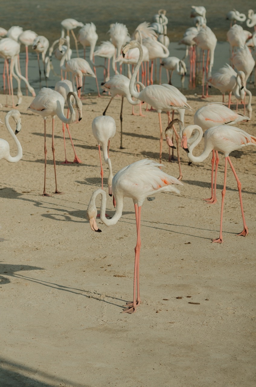 Фото 166 из альбома Dubai 2022