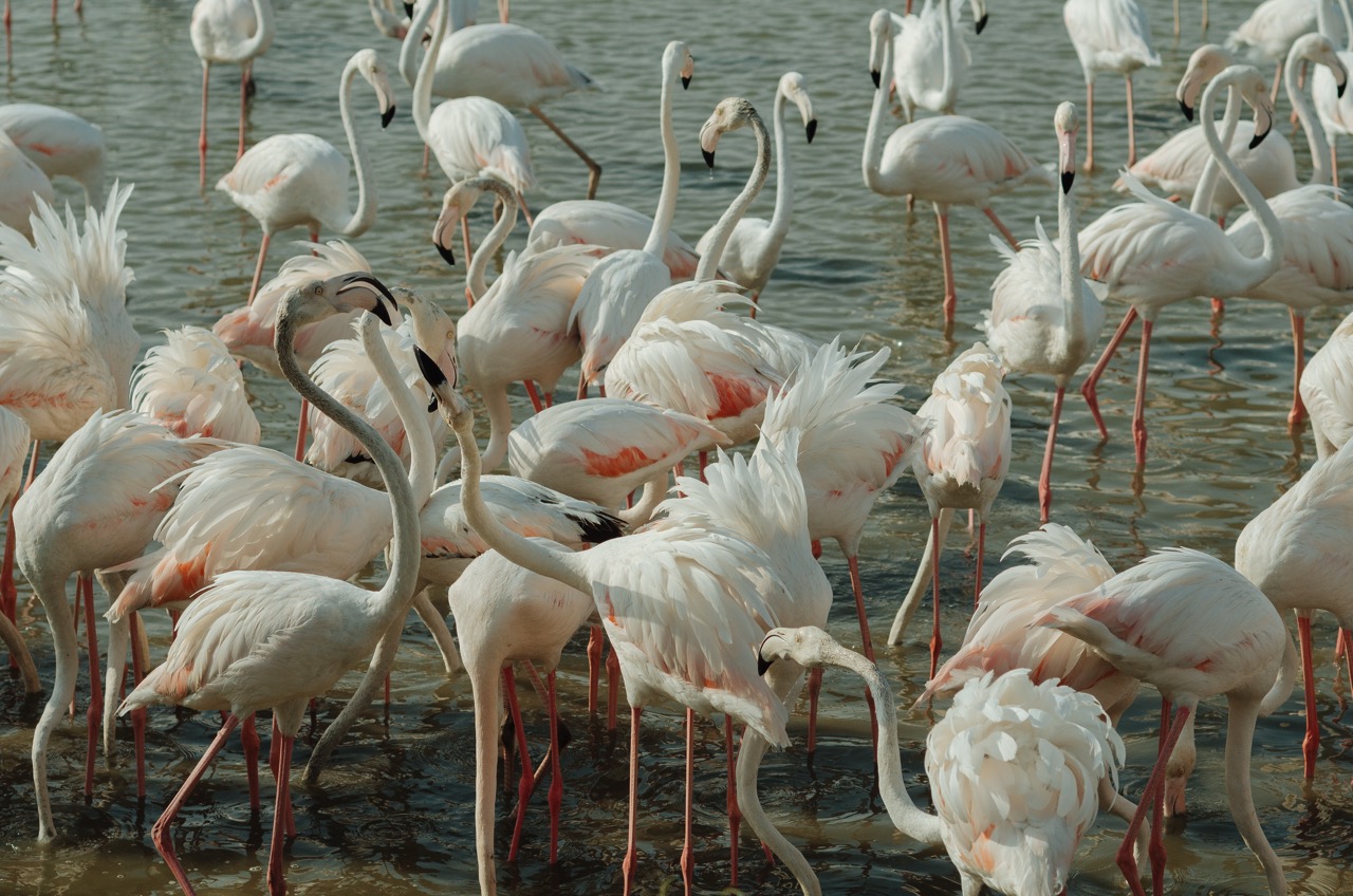 Фото 168 из альбома Dubai 2022