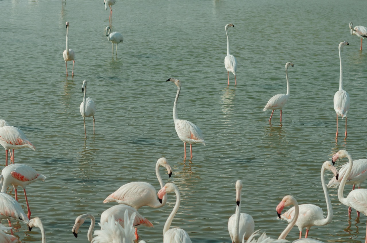 Фото 169 из альбома Dubai 2022