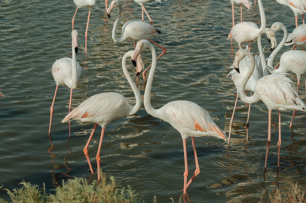 Фото 170 из альбома Dubai 2022