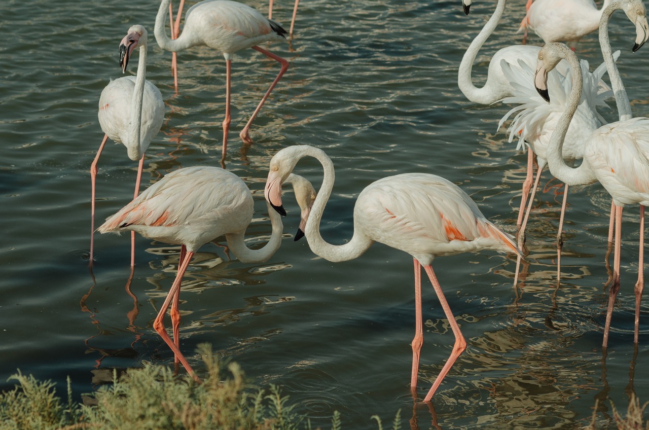 Фото 171 из альбома Dubai 2022