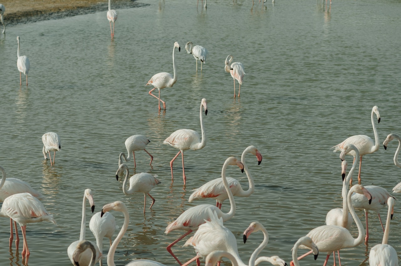 Фото 174 из альбома Dubai 2022