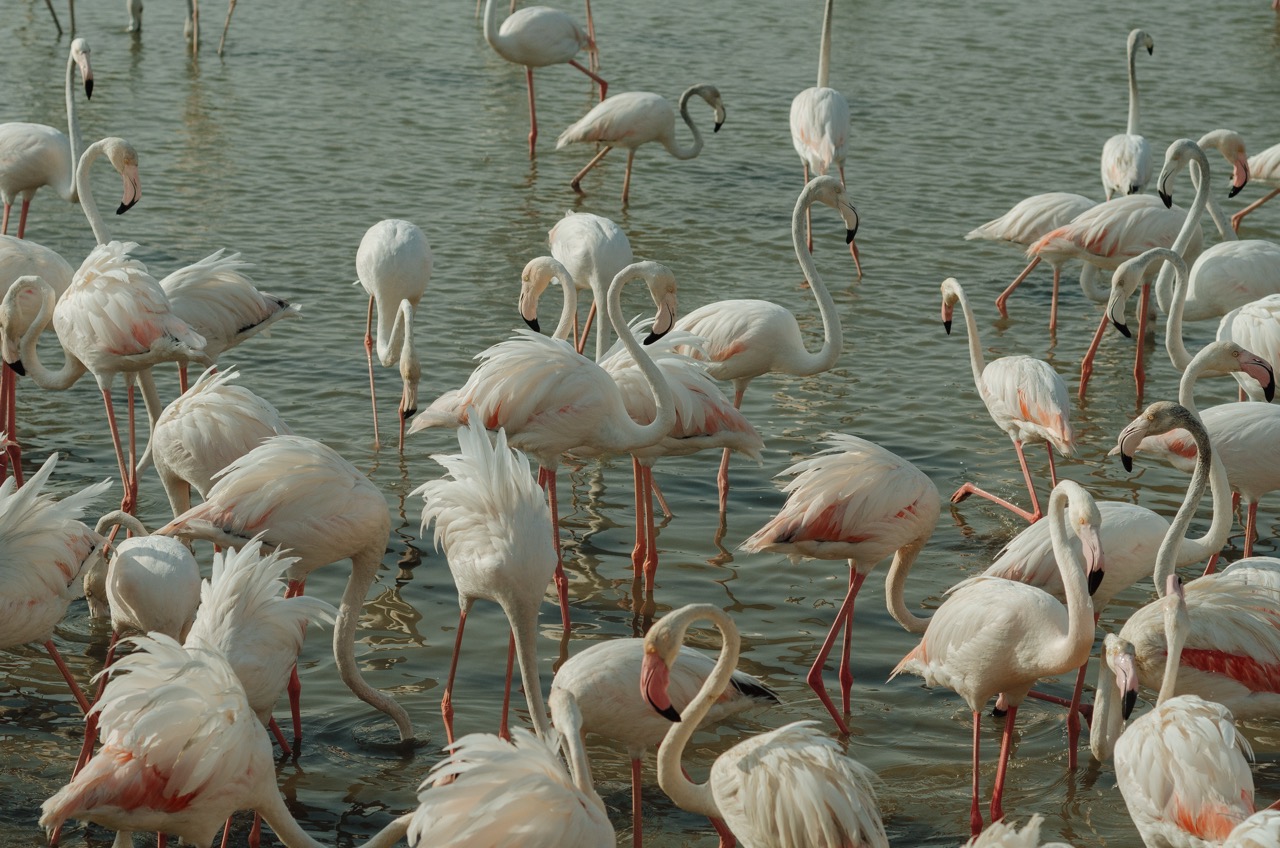 Фото 175 из альбома Dubai 2022