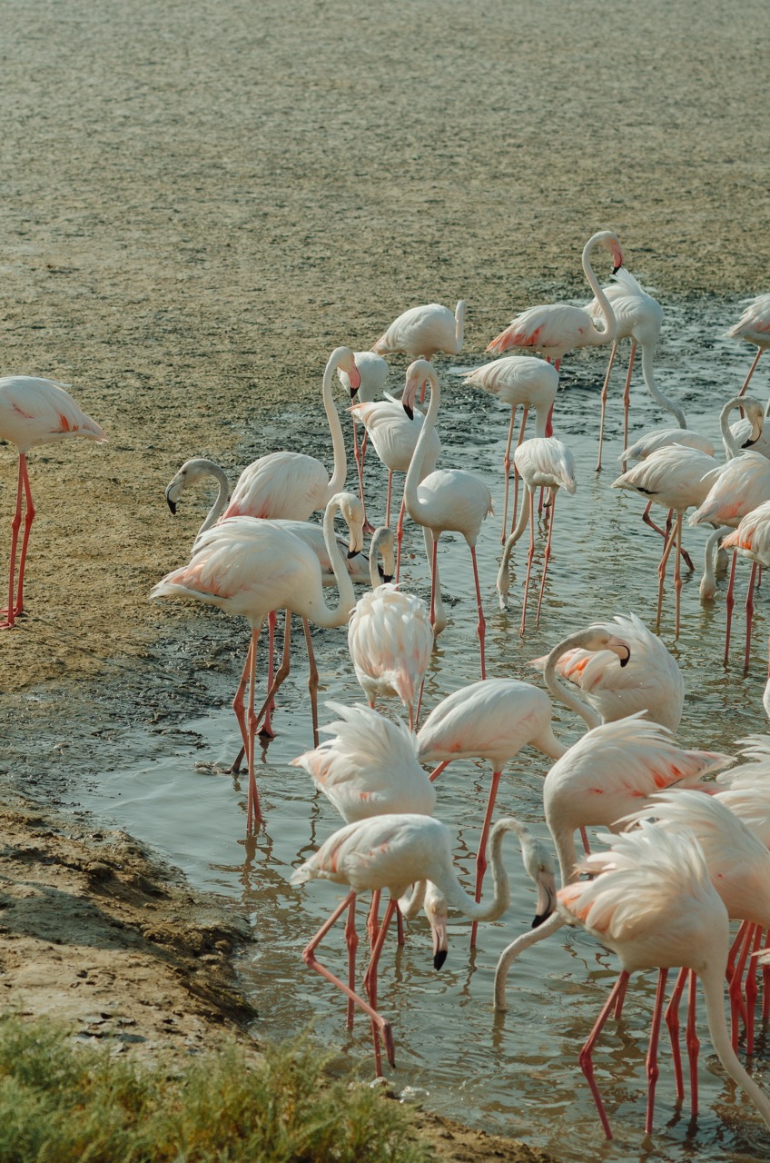 Фото 177 из альбома Dubai 2022