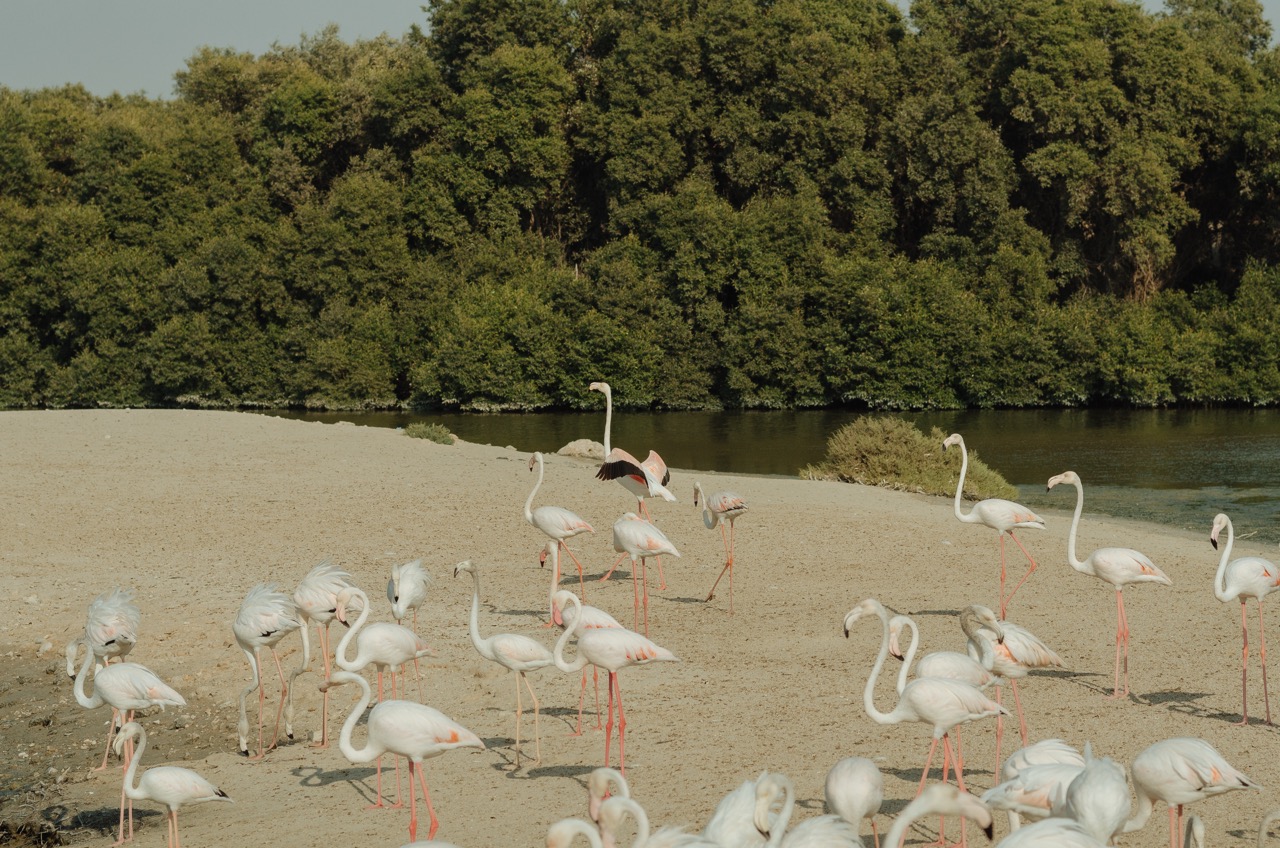 Фото 178 из альбома Dubai 2022