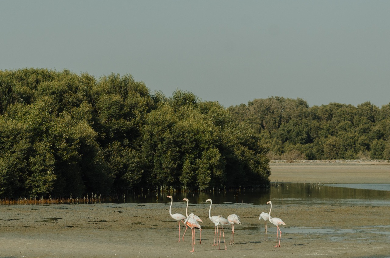 Фото 180 из альбома Dubai 2022