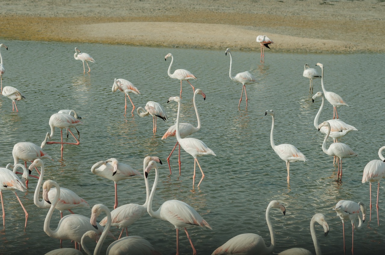 Фото 181 из альбома Dubai 2022