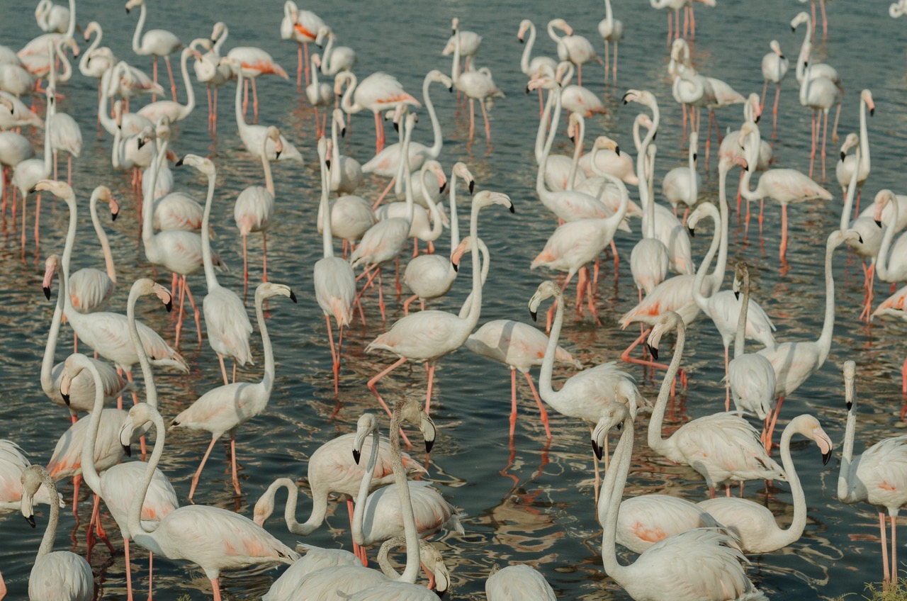 Фото 182 из альбома Dubai 2022