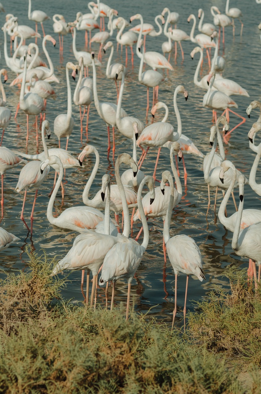 Фото 183 из альбома Dubai 2022