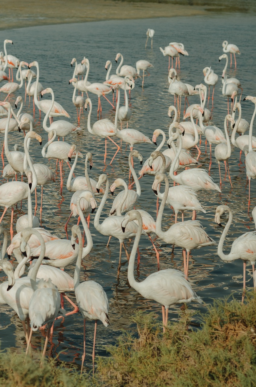 Фото 184 из альбома Dubai 2022