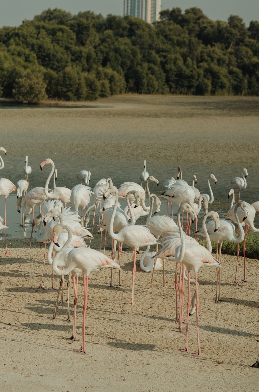 Фото 185 из альбома Dubai 2022