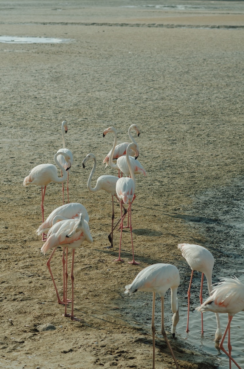 Фото 186 из альбома Dubai 2022