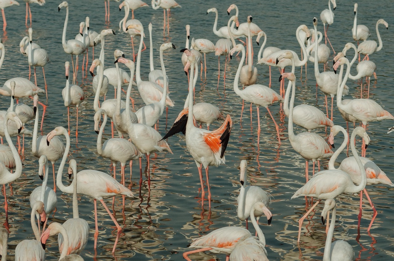 Фото 187 из альбома Dubai 2022