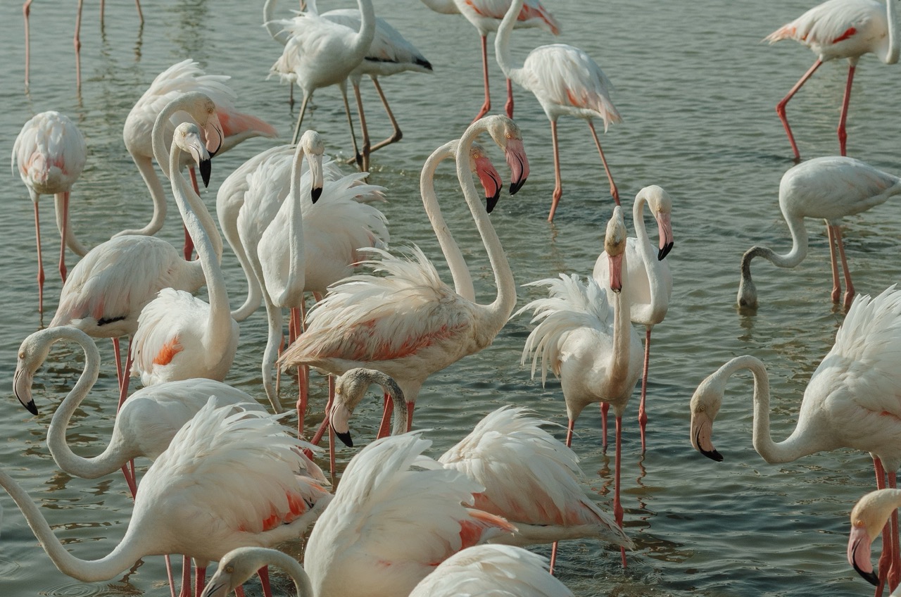 Фото 188 из альбома Dubai 2022