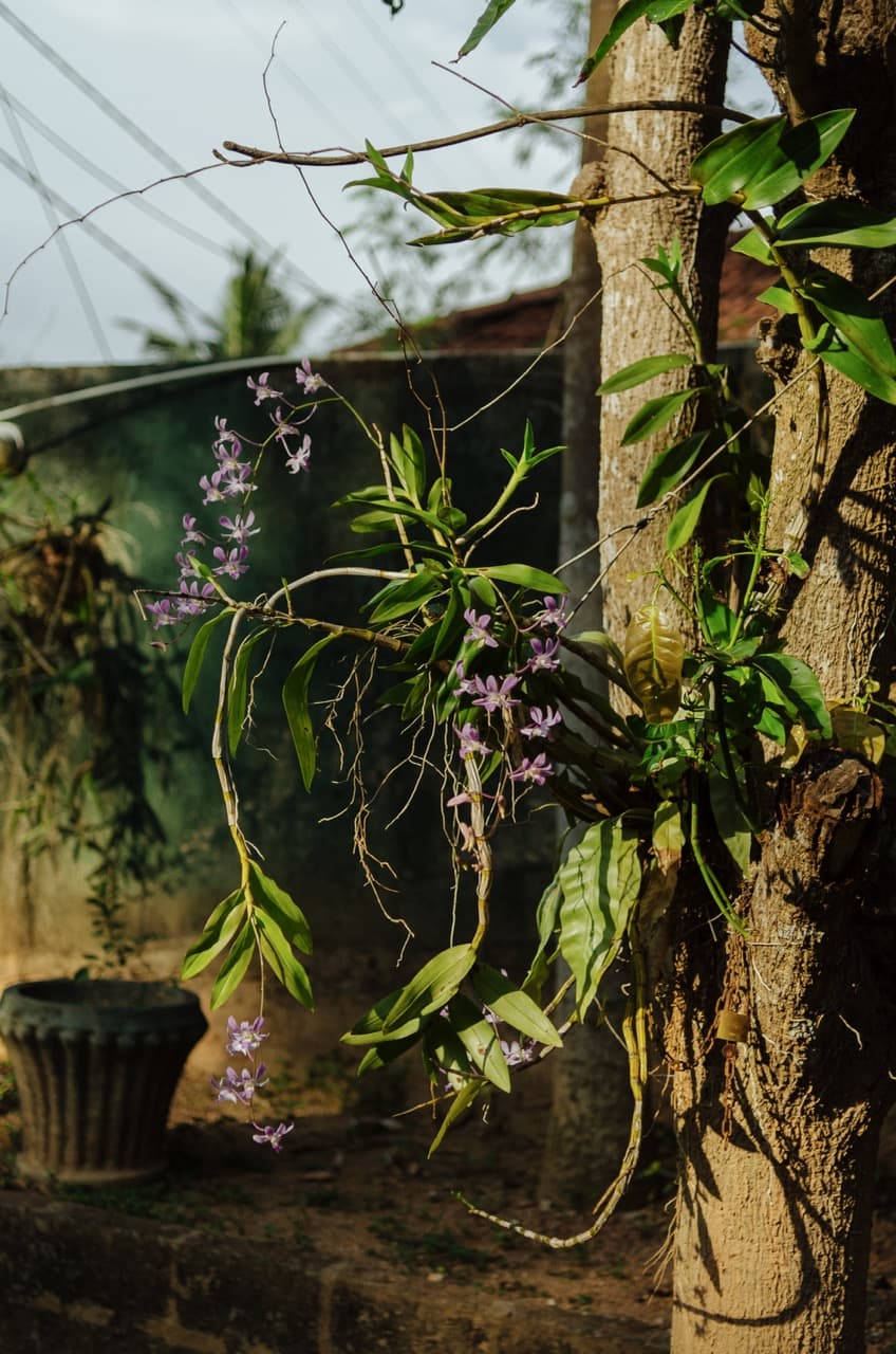 Фото 3 из альбома Sri Lanka 2022