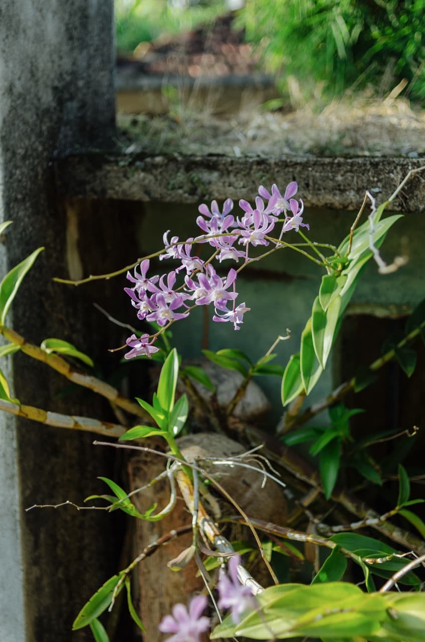 Фото 4 из альбома Sri Lanka 2022