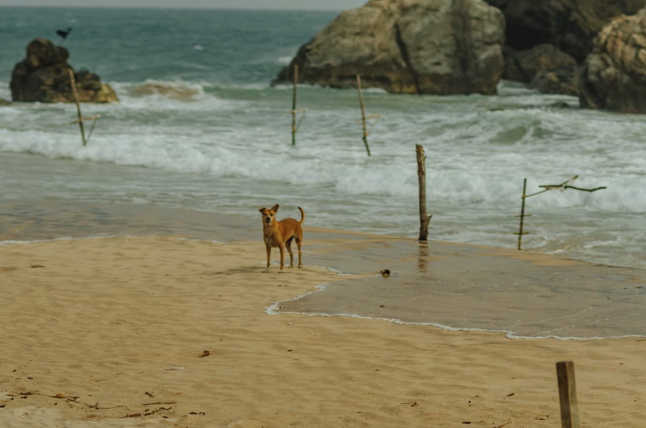 Фото 25 из альбома Sri Lanka 2022