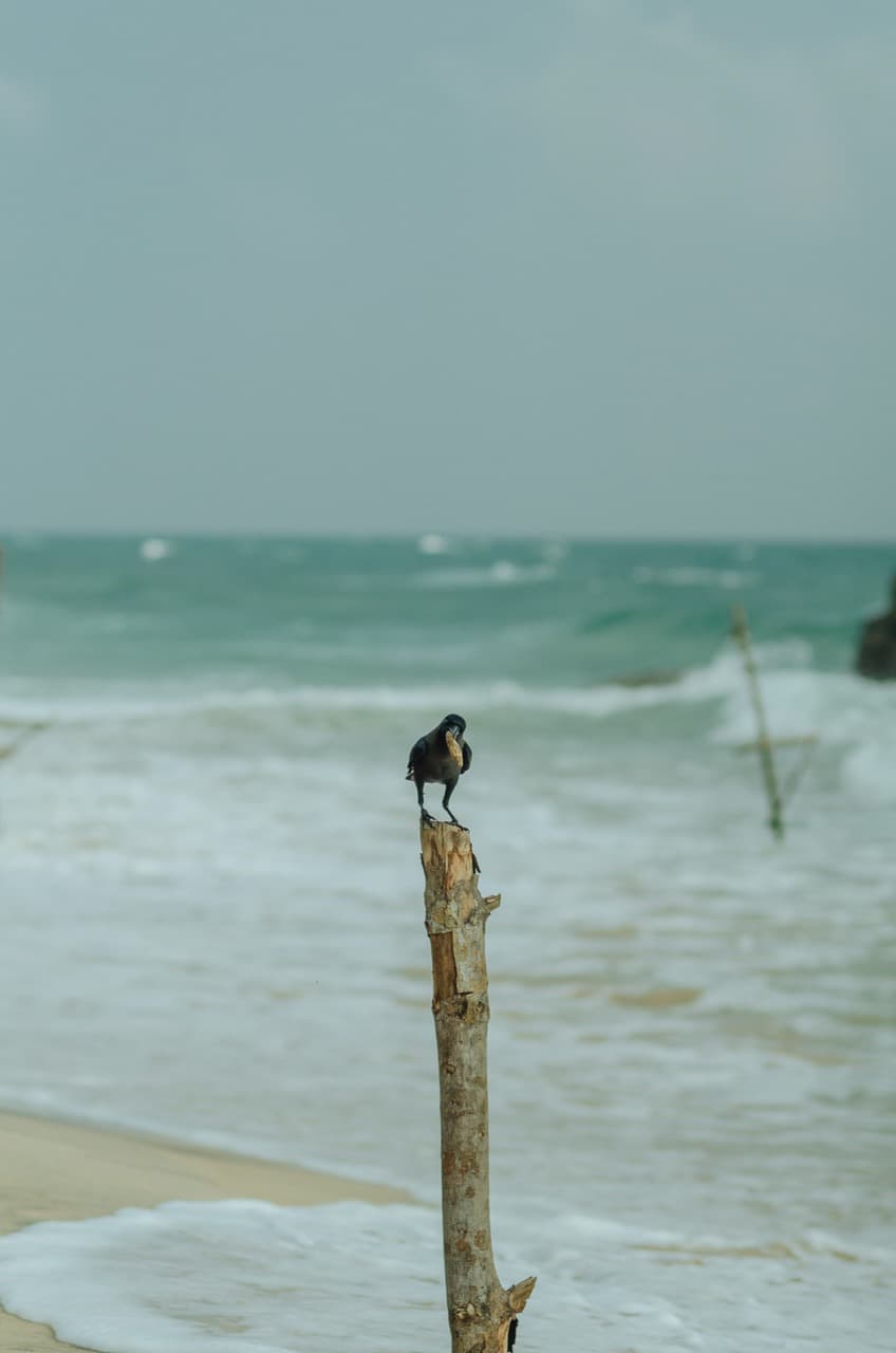 Фото 31 из альбома Sri Lanka 2022