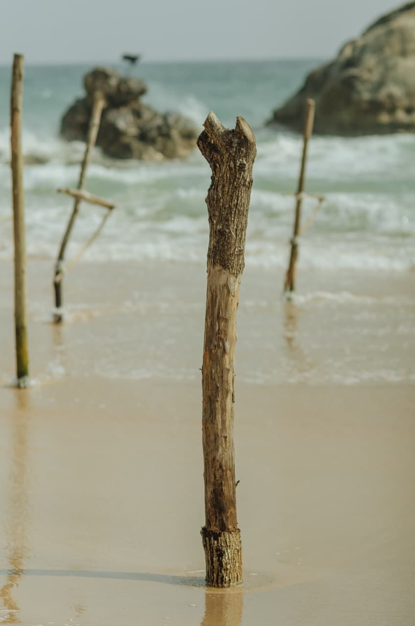 Фото 39 из альбома Sri Lanka 2022