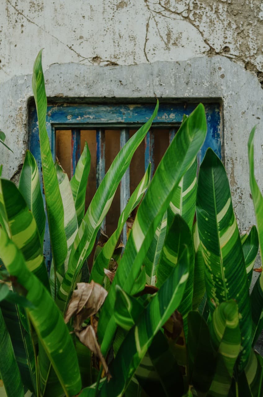 Фото 48 из альбома Sri Lanka 2022