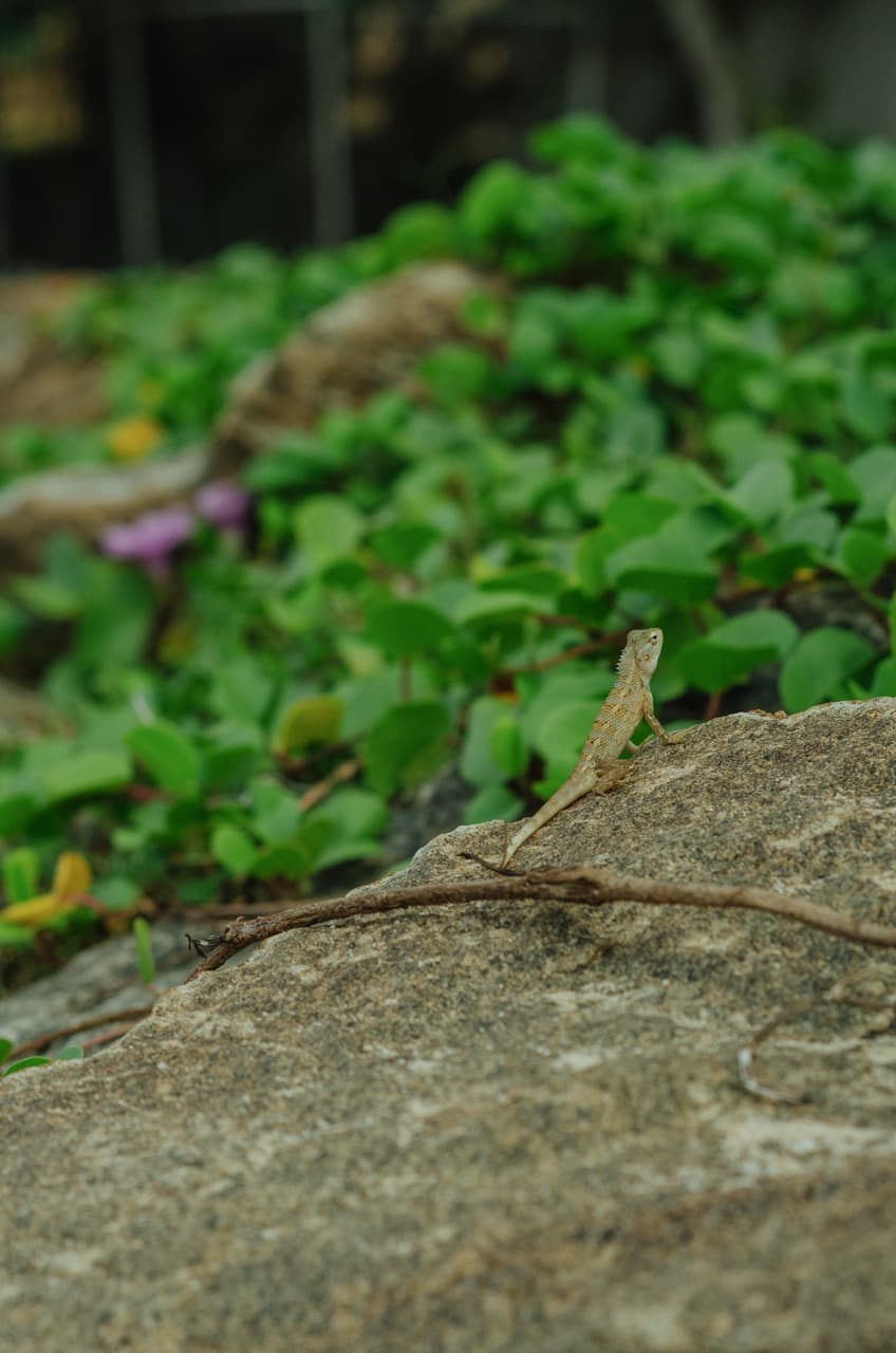 Фото 62 из альбома Sri Lanka 2022