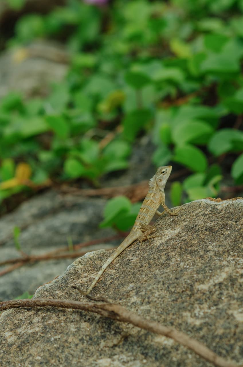 Фото 63 из альбома Sri Lanka 2022