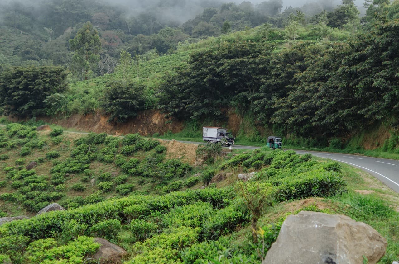 Фото 101 из альбома Sri Lanka 2022