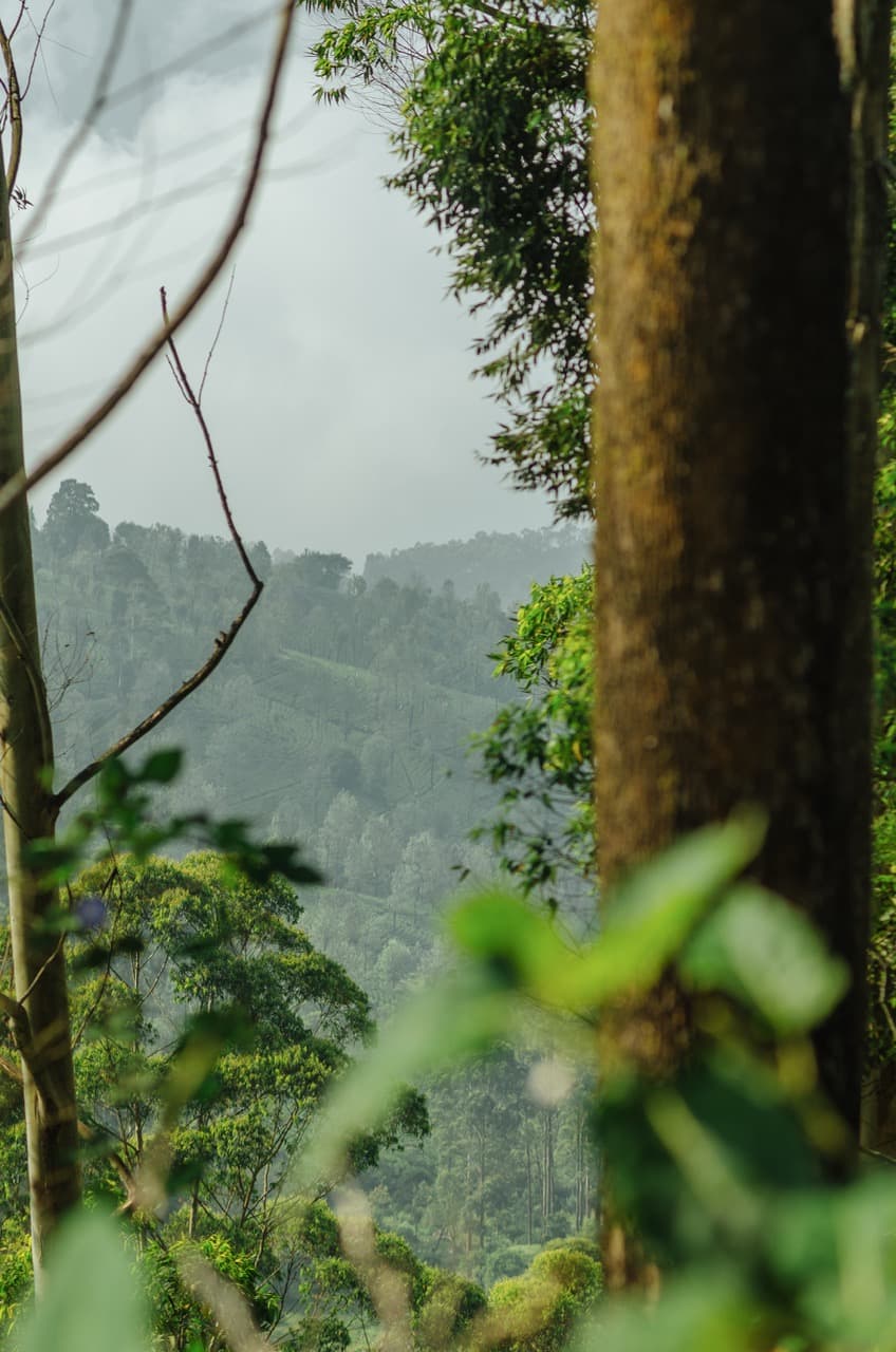 Фото 113 из альбома Sri Lanka 2022