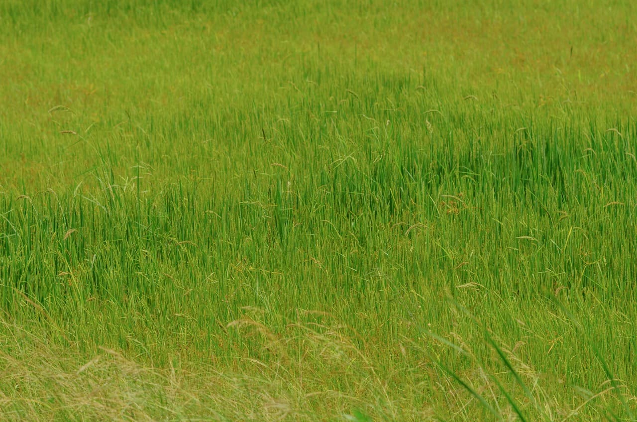 Фото 120 из альбома Sri Lanka 2022