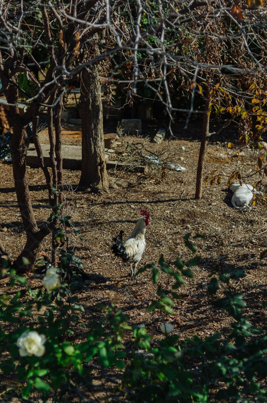 Фото 4 из альбома Erdemli 2023