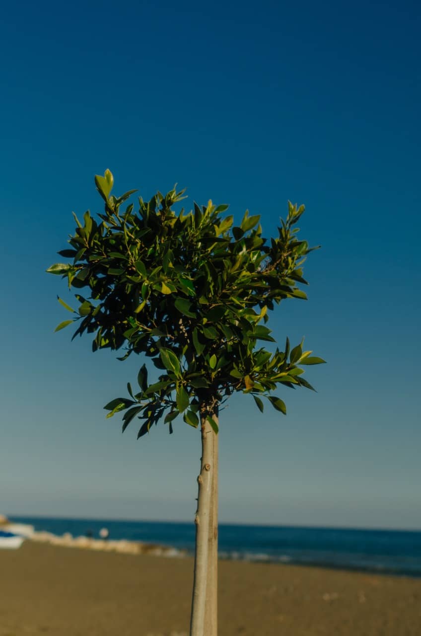 Фото 50 из альбома Erdemli 2023