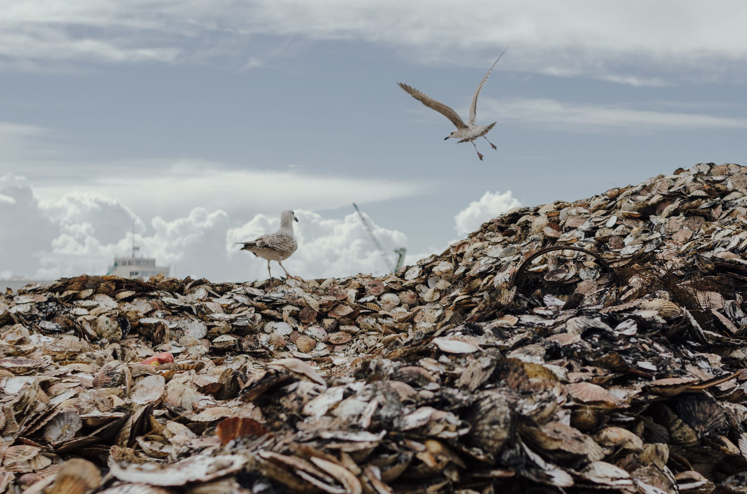 Фото 9 из альбома Le Havre & Etretat 2023