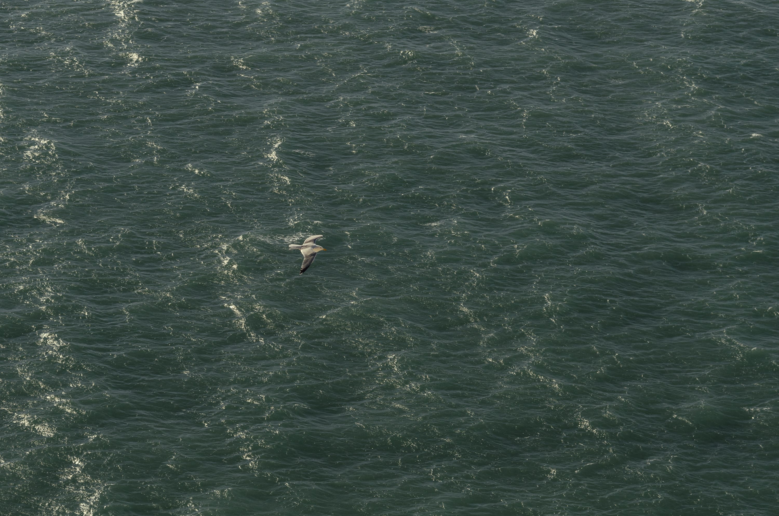 Фото 140 из альбома Le Havre & Etretat 2023