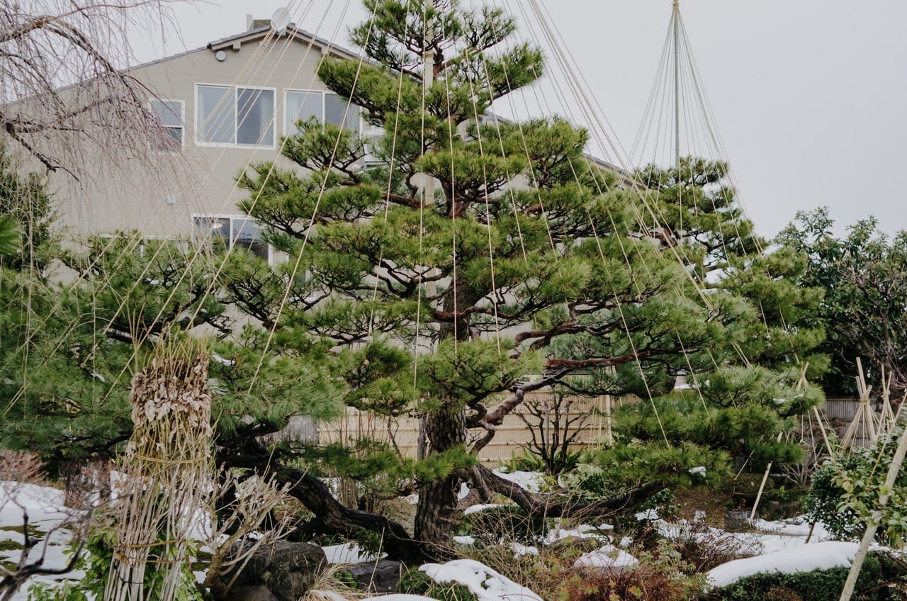 Фото 19 из альбома Kanazawa 2024