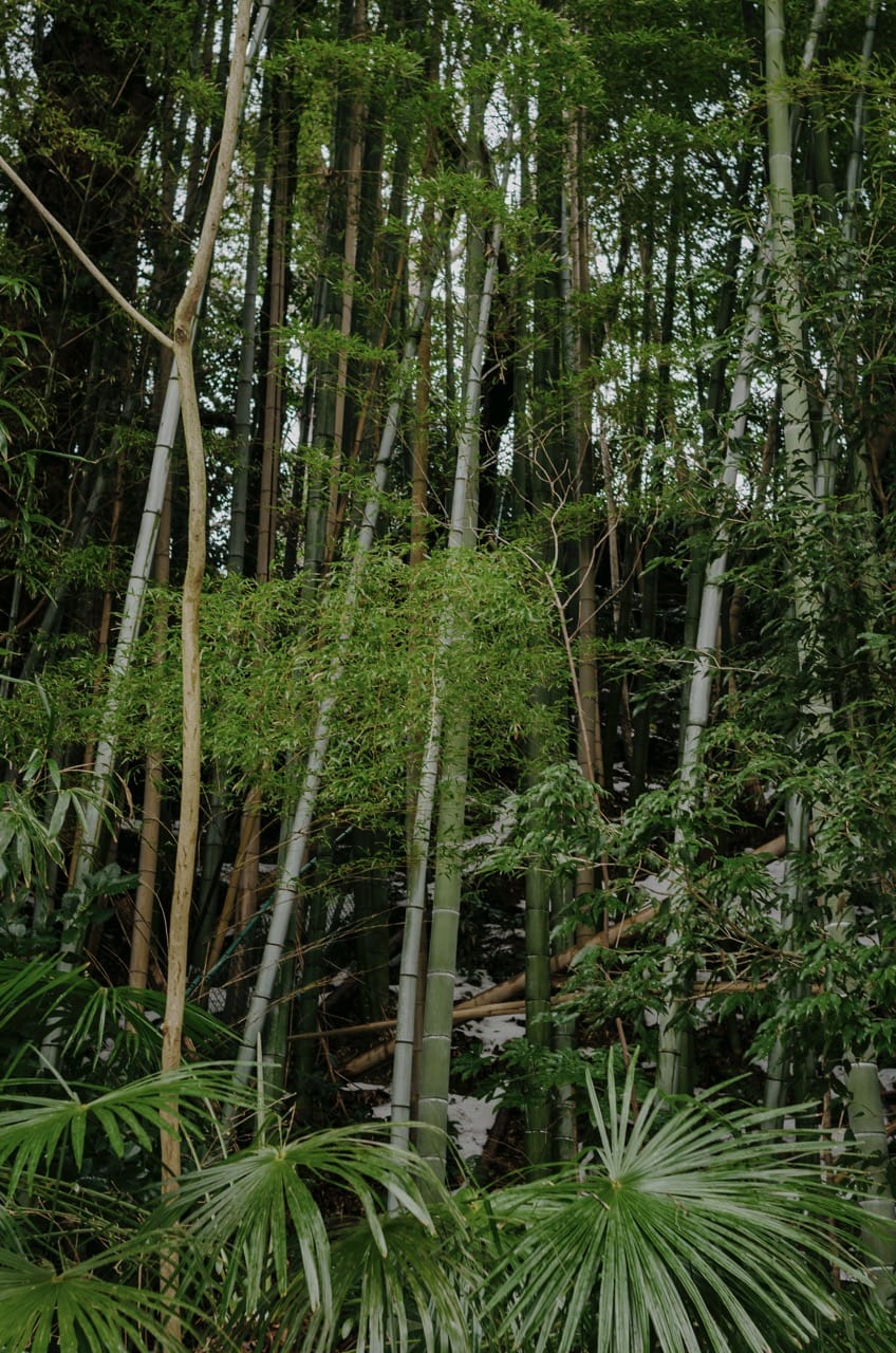 Фото 42 из альбома Kanazawa 2024