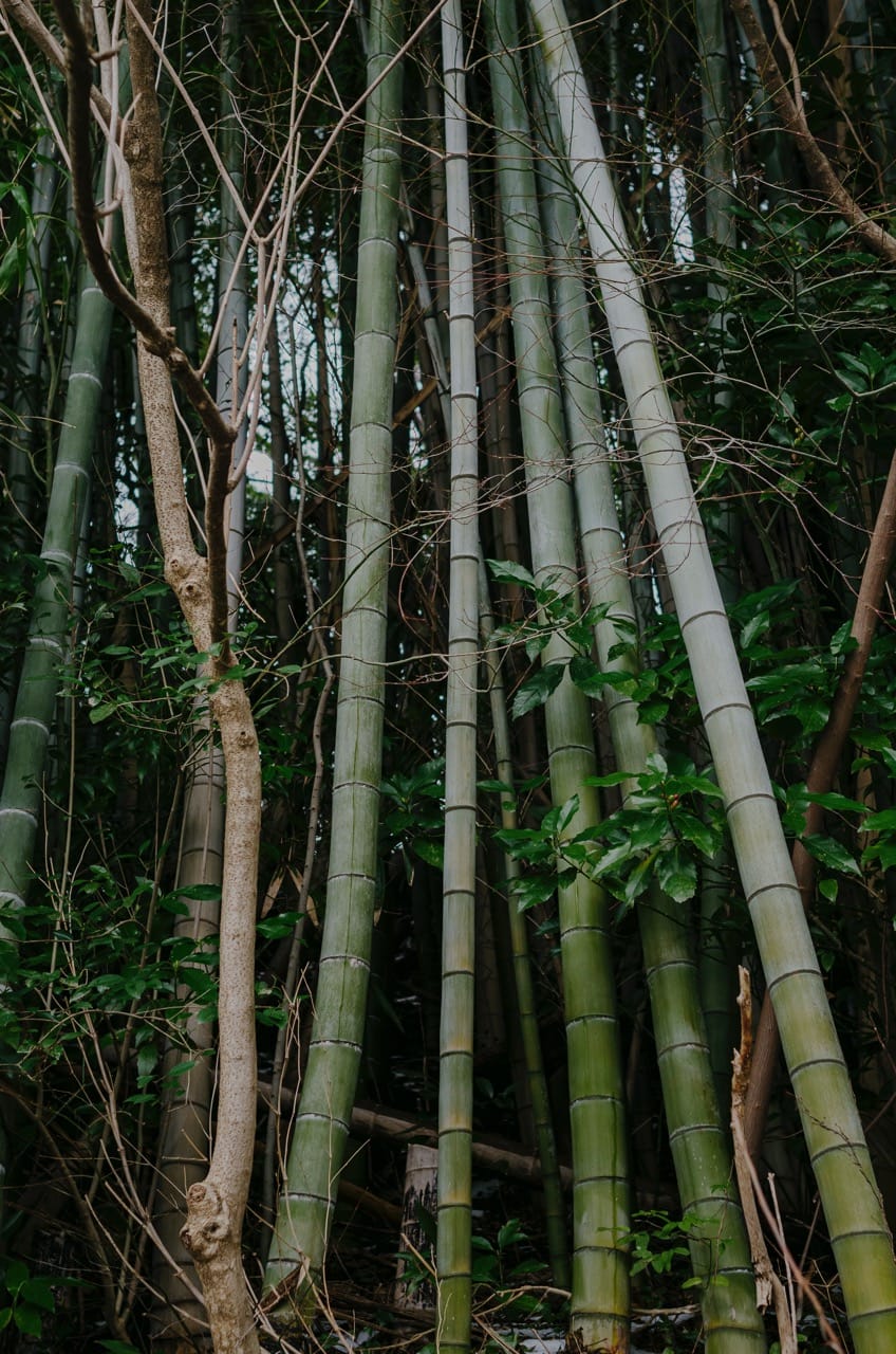 Фото 44 из альбома Kanazawa 2024