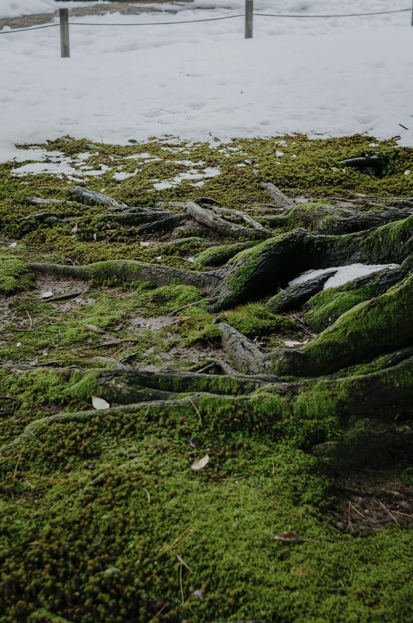 Фото 55 из альбома Kanazawa 2024