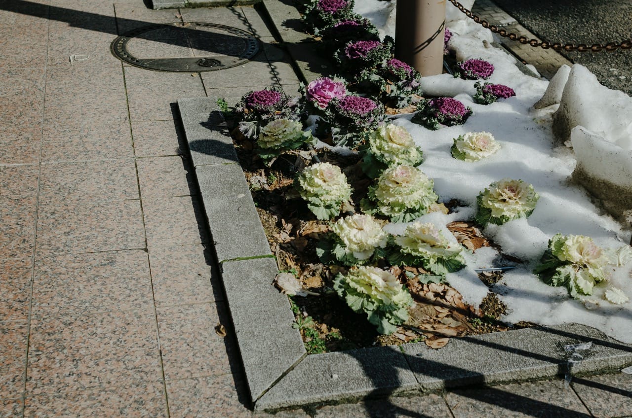 Фото 124 из альбома Kanazawa 2024