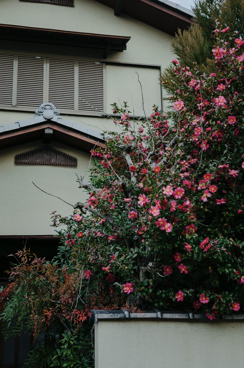 Фото 155 из альбома Kyoto 2024