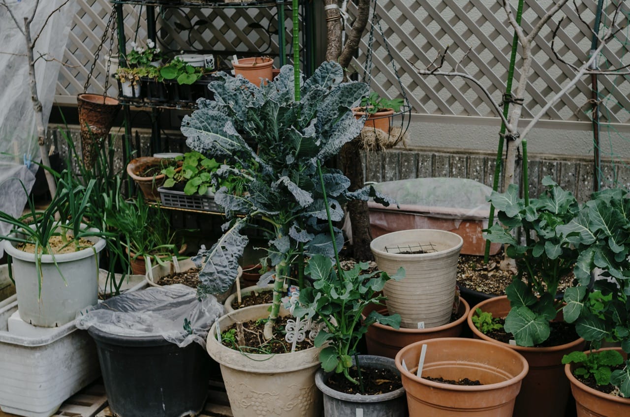 Фото 159 из альбома Kyoto 2024