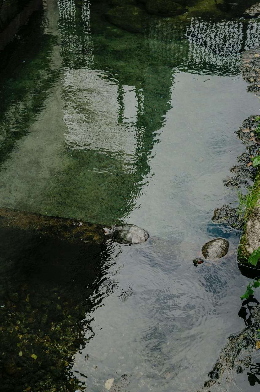 Фото 202 из альбома Kyoto 2024