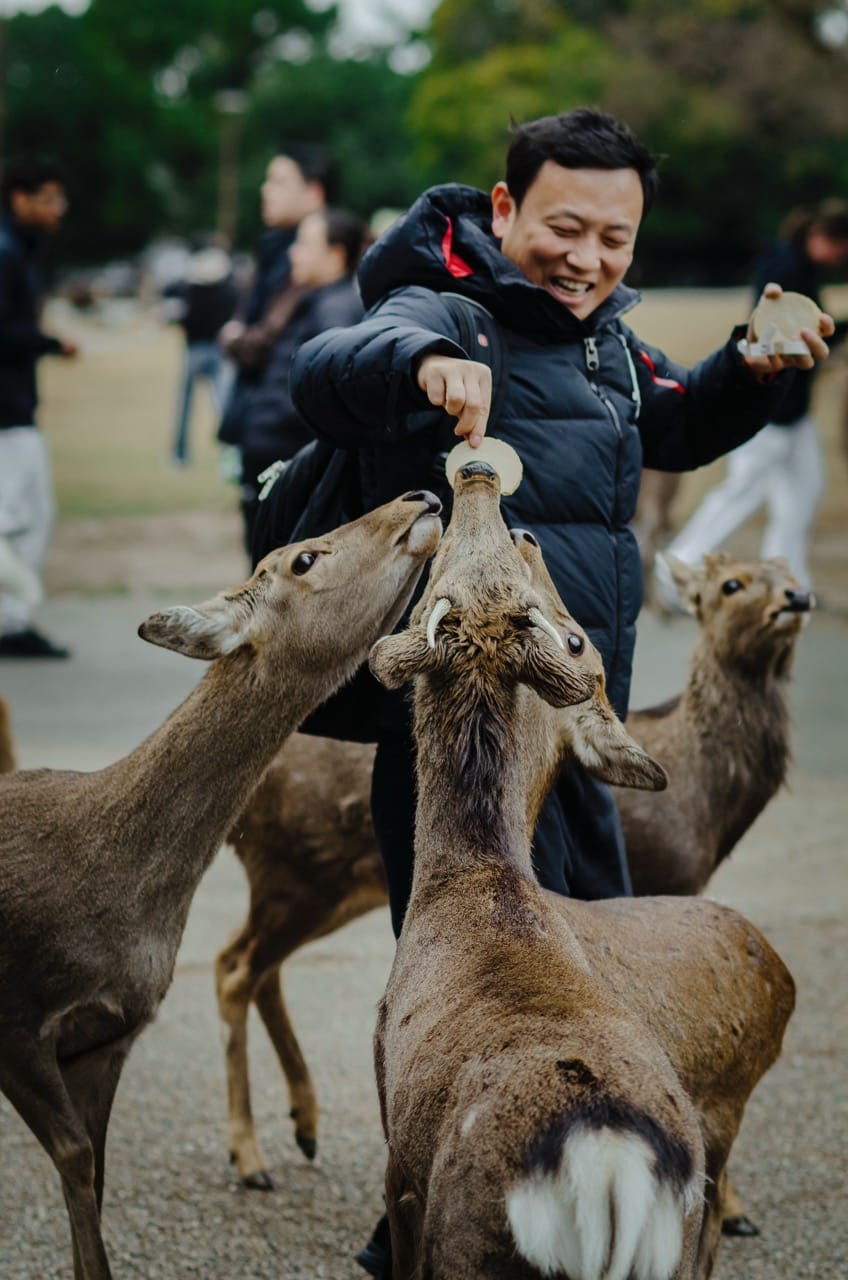 Фото 1 из альбома Nara 2024