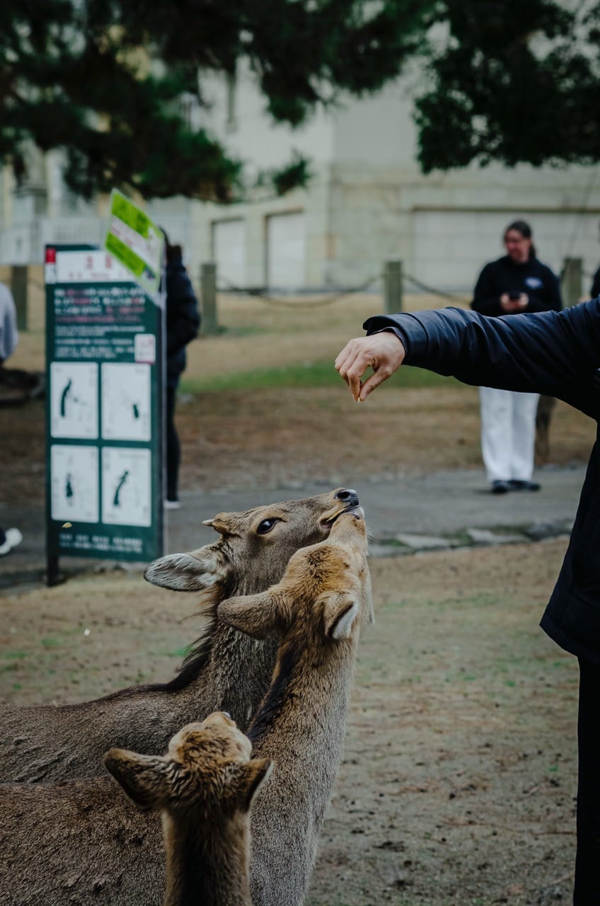 Фото 2 из альбома Nara 2024