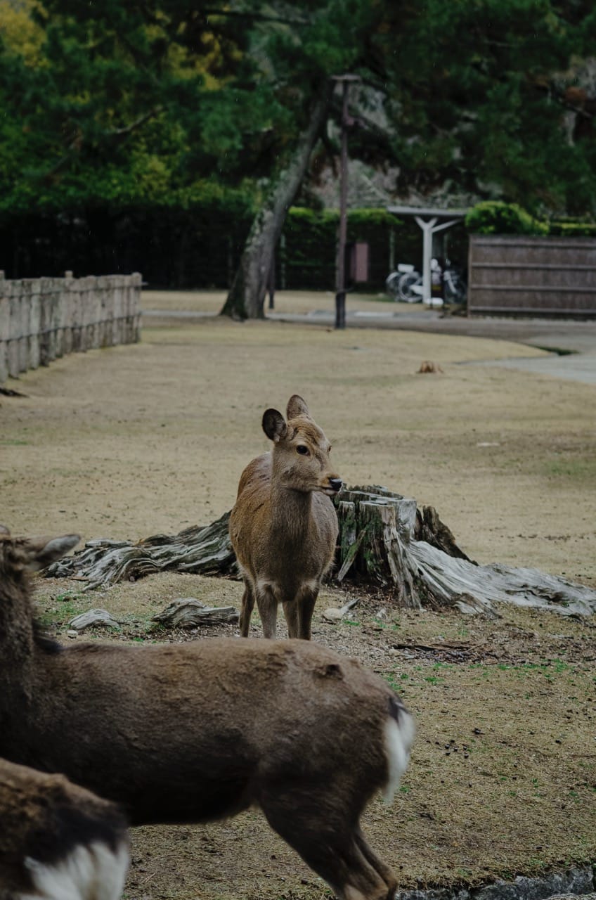 Фото 4 из альбома Nara 2024