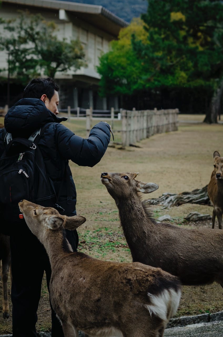 Фото 5 из альбома Nara 2024