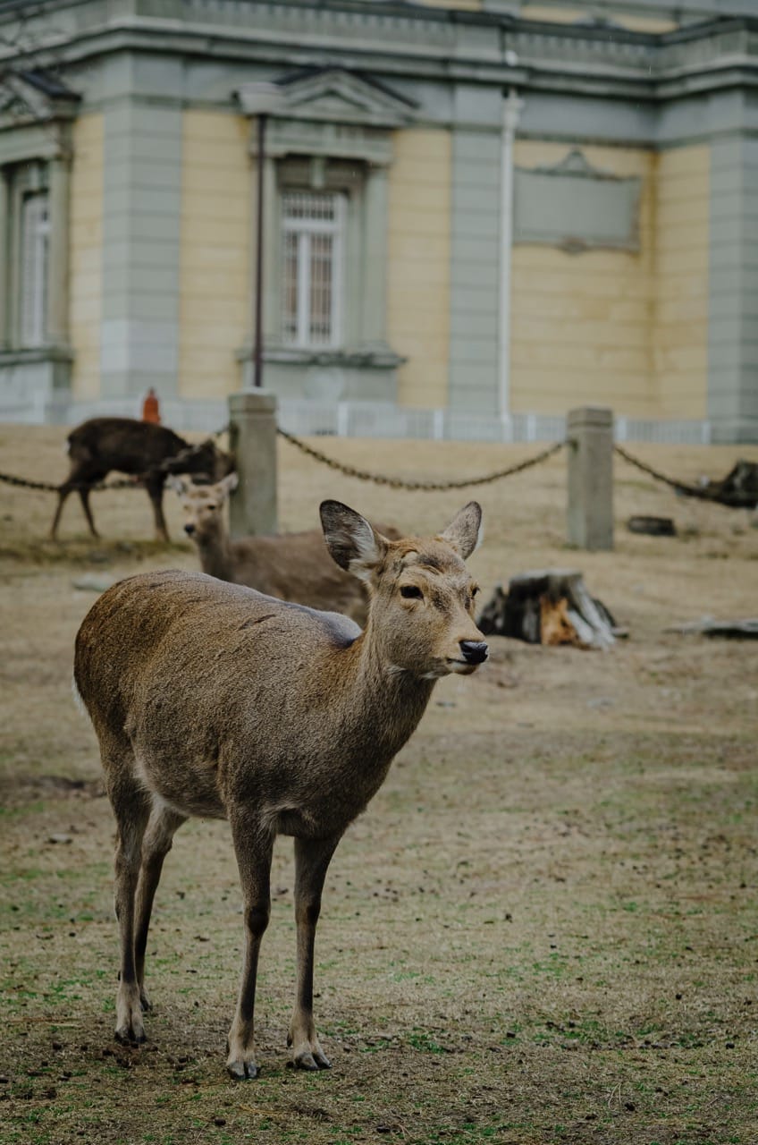 Фото 6 из альбома Nara 2024