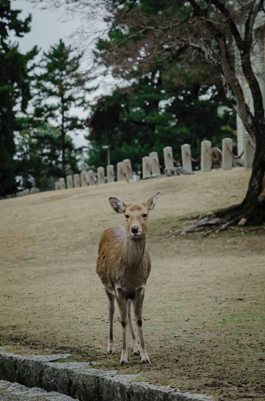 Фото 7 из альбома Nara 2024