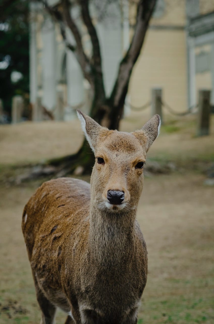 Фото 8 из альбома Nara 2024