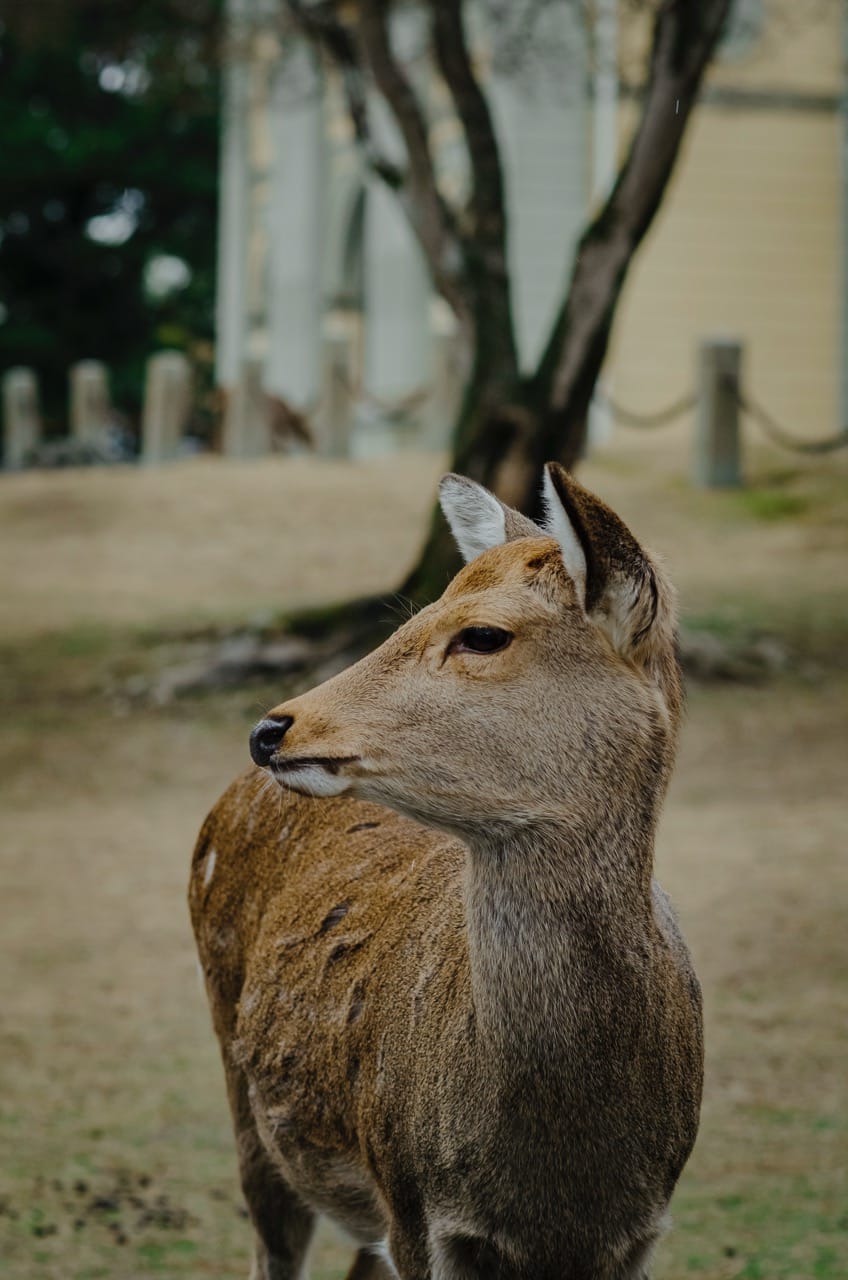 Фото 9 из альбома Nara 2024