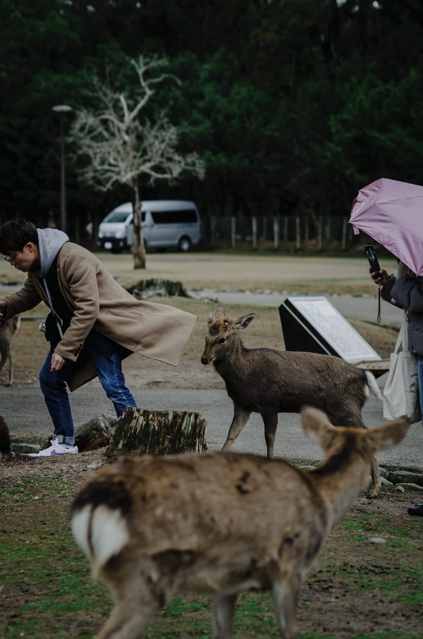Фото 10 из альбома Nara 2024